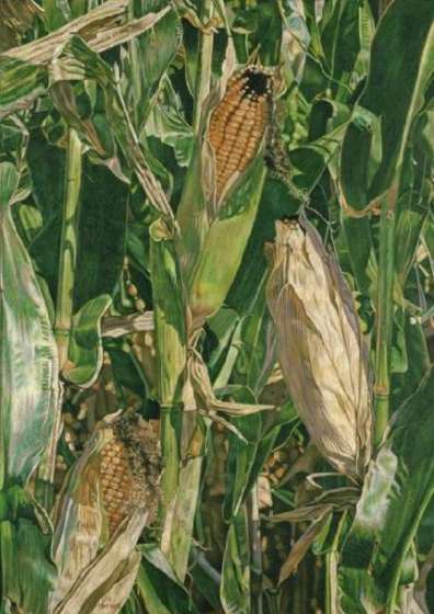 Fall Corn Field